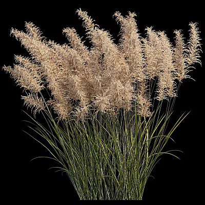 Decorative Ornamental Grasses With Green Stems And Feathery Plumes On Black Background 3d model