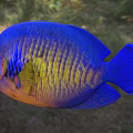 Vibrant Blue And Yellow Striped Tropical Fish With Large Eyes And Colorful Scales