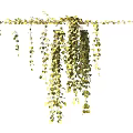 Lush Green Hanging Basket Plants With Trailing Vines And Cascading Foliage For Decoration
