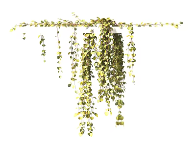 Lush Green Hanging Basket Plants With Trailing Vines And Cascading Foliage For Decoration 3d model