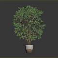 Green Leafy Indoor Plant with Lush Foliage and Brown Trunks in White Pot