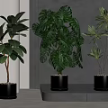 Lush Green Potted Plants with Monstera Rubber and Tropical Foliage in White Gold Rimmed Pots