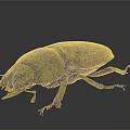 Detailed View Of Dark Beetle With Shiny Exoskeleton And Long Legs
