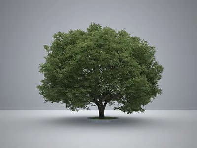 Lush Green Arbor With Sturdy Trunk Isolated On Gray Background And Light Ground 3d model