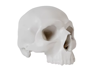 High Quality Human Skull Anatomical Model for Medical Education Training 3d model
