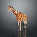 Game Movie Character Giraffe With Brown And White Spots Standing On Gray Background With Reflection