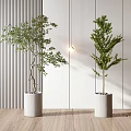 Bonsai Potted Plants In White Cylindrical Planters With Vertical Striped Walls Wooden Flooring Hanging Light