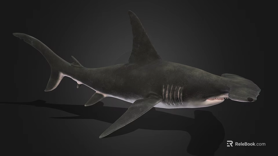 Detailed Realistic Shark 3D Rendering With Sharp Fins And Lifelike Body 3d model 