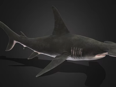 Detailed Realistic Shark 3D Rendering With Sharp Fins And Lifelike Body 3d model