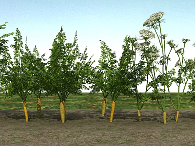 Fresh Vegetables Growing In Garden Soil With Green Leaves And Yellow Roots 3d model