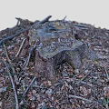 tree stump scanning tree stump root tree old tree dead tree scanning tree 3d model