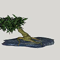Artistic Bonsai Plant with Exposed Roots and Green Leaves on Rock Base Against Blue Sky