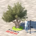 Garden Landscape Featuring Olive Tree With 3.5m Diameter On Square Paved Ground