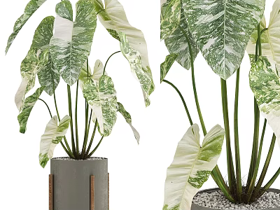 Stylish Decorative Ornament Set with Variegated Green Leaves in Cement Planter 3d model