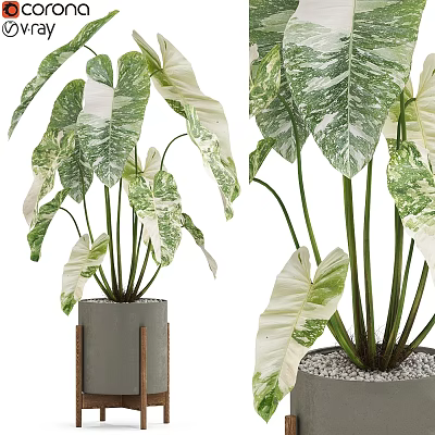 Stylish Decorative Ornament Set with Variegated Green Leaves in Cement Planter 3d model