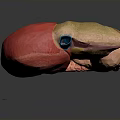 3D Rendered Human Organs Anatomical Model Showing Liver Stomach Intestines Structure And Vascular System