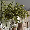 Elegant Glass Tableware Set With Woven Holders Green Plant Ice Cubes And Olives