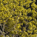 Two Trees With Slender Trunks Yellow Green Leaves And Standing Person On Black Background