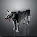 White Lion With Open Mouth And Orange Ears Standing On Dark Background With Reflection