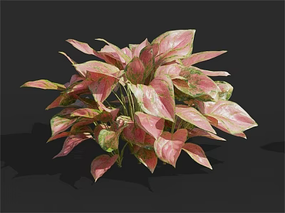 Vibrant Lush Indoor Houseplant With Pink And Green Variegated Leaves For Home Decor 3d model
