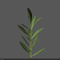 Fresh Green Plant With Multiple Leaves And Erect Stem On Light Blue Background 3d model