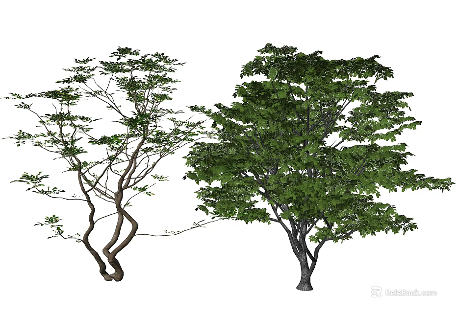 Two Arbor Trees With Curved Trunks Sparse Branches And Dense Green Foliage 3d model 