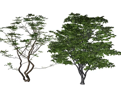 Two Arbor Trees With Curved Trunks Sparse Branches And Dense Green Foliage 3d model