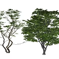 Two Arbor Trees With Curved Trunks Sparse Branches And Dense Green Foliage