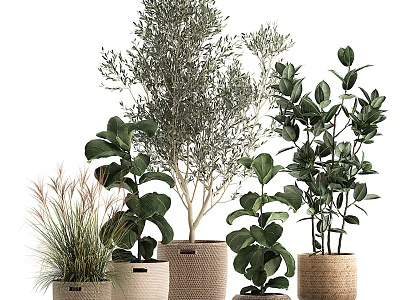 Bonsai Potted Plants Collection with Various Green Indoor Decorative Woven and Cloth Planters 3d model