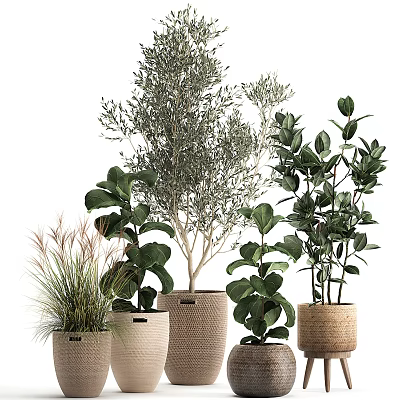 Bonsai Potted Plants Collection with Various Green Indoor Decorative Woven and Cloth Planters 3d model