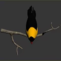 Yellow and black headed bird with red beak perched on tree branch in gray background