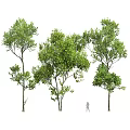 Lush Green Tree With Dense Foliage And Slender Trunk In Natural Scene