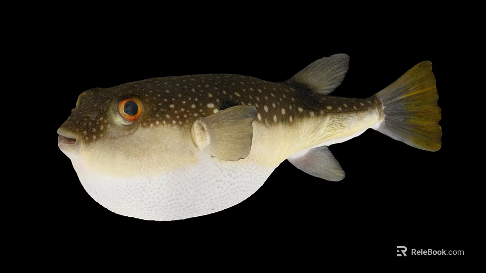 Puffed Up Spotted Puffer Fish With Large Eyes And Yellow Tail In Marine Life 3d model 