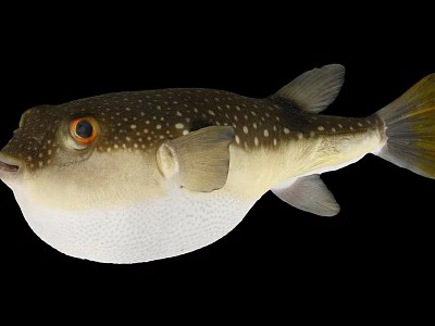 Puffed Up Spotted Puffer Fish With Large Eyes And Yellow Tail In Marine Life 3d model