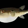 Puffed Up Spotted Puffer Fish With Large Eyes And Yellow Tail In Marine Life
