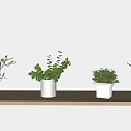 Decorative Indoor Potted Plants on Wooden Shelf with Various Green Leaves and White Pots