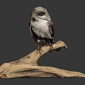 Lifelike Bird Taxidermy Perched on Natural Wooden Branch Against Dark Background