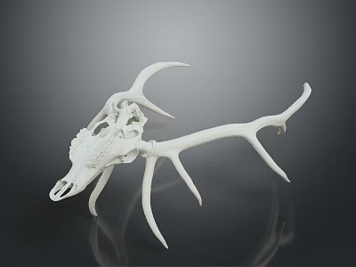 Realistic White Deer Skull With Large Antlers Displayed On Dark Reflective Background 3d model