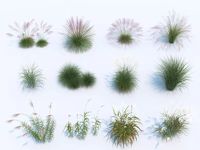 Various Ornamental Grasses With Different Heights Shapes Colors Purple Plumes Green Clumps And White Spikes 3d model
