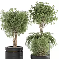 Stylish Bonsai Potted Plants With Green Foliage And Black Gold Rimmed Pots