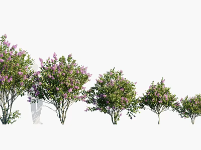 Purple Flowering Shrubs For Garden Landscaping With Different Sizes And Green Foliage 3d model