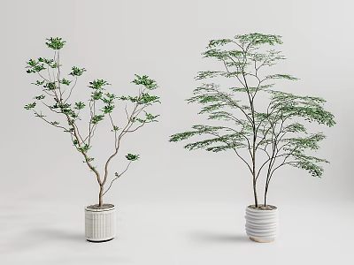 Green Leaf Bonsai Potted Plants In White Ceramic Pots For Indoor Decor 3d model
