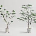 Green Leaf Bonsai Potted Plants In White Ceramic Pots For Indoor Decor