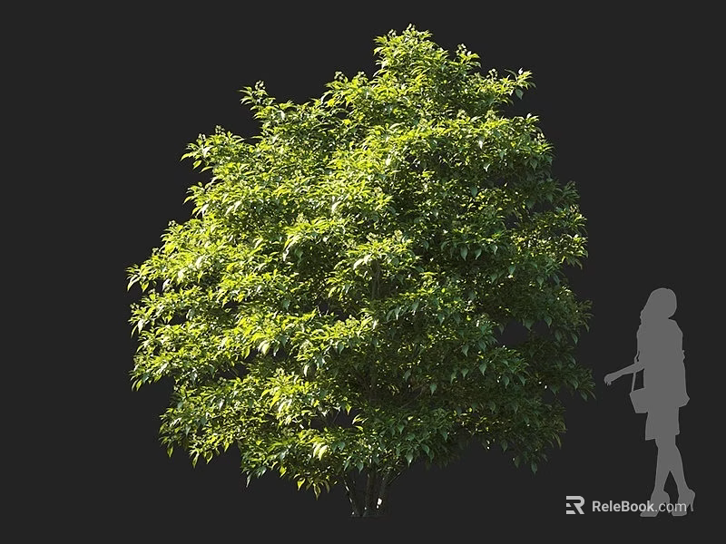 Green Shrub with Lush Foliage and Person Silhouette in Sunlight 3d model 