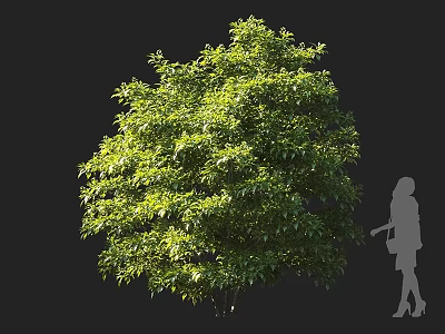 Green Shrub with Lush Foliage and Person Silhouette in Sunlight 3d model