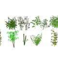 Various Bamboo Plants with Different Varieties Diverse Leaf Shapes and Heights