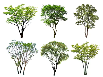 Various Arbor Trees With Different Shapes And Green Foliage Isolated On White 3d model