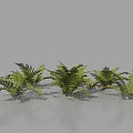 Lush Green Ferns With Pinnate Fronds Naturally Growing On Gray Background
