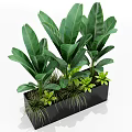 Lush Potted Plants With Large Green Leaves In Black Rectangular Planter And Mixed Grasses