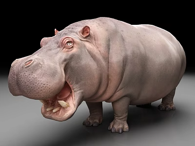 Hippo Wildlife 3d model